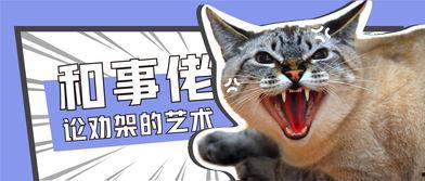 娱乐吃瓜君猫猫生日歌,萌宠欢唱，共庆猫界盛事  第3张