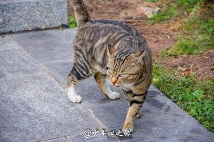 吃瓜群众视频猫咪,萌宠版“娱乐圈”幕后花絮大揭秘  第2张