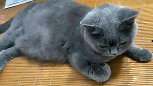 吃瓜群众视频猫咪,萌宠版“娱乐圈”幕后花絮大揭秘  第3张