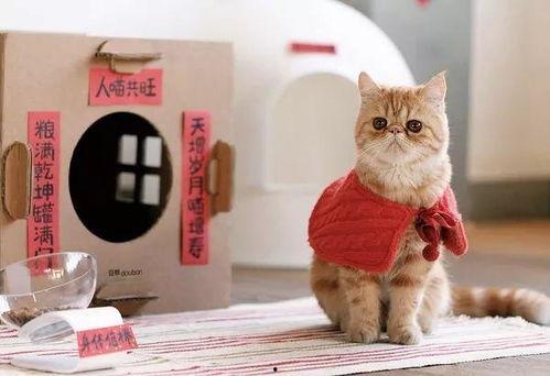 娱乐吃瓜君二豆猫,揭秘娱乐圈那些不为人知的幕后故事  第2张